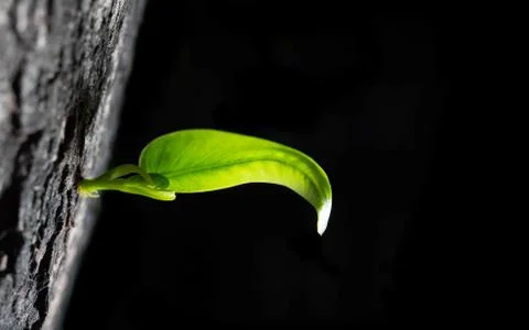 New young green shoot from young tree new growth the dark shadow background. Stock Photos