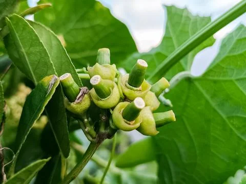 New Young Lemon Fruit on the Tree Stock Photos