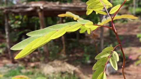 New Young Tree Branch on Tree in Nursery Stock Footage 138145272
