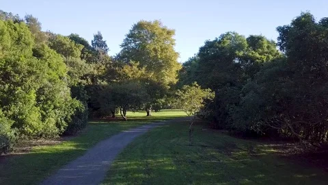 New Zealand Path Through Native Park 動画素材 89120881