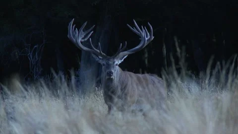 New Zealand Red Stag Stock Footage