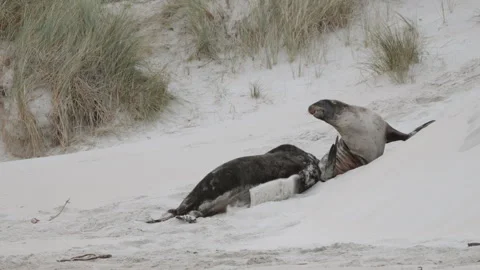 New Zealand Sea Lion Fighting On The San... | Stock Video | Pond5