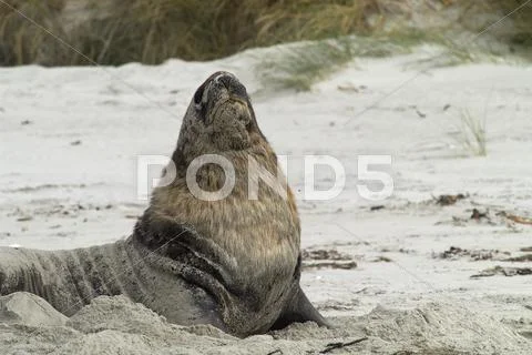 New Zealand Sea Lion, (Phocarctos Hookeri), Victory Beach, Otago Peninsula, S