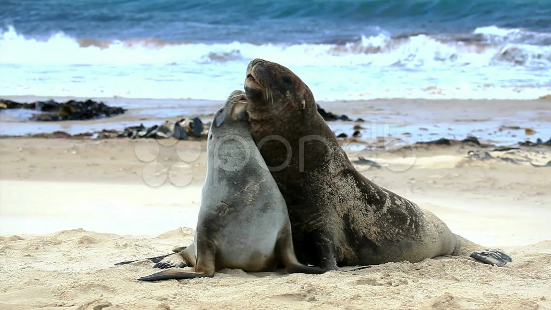 Sea Lions Mating