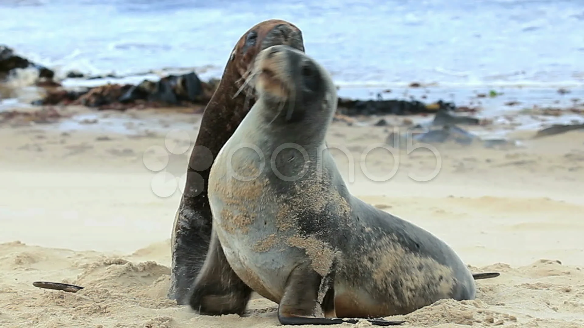 Sea Lions Mating