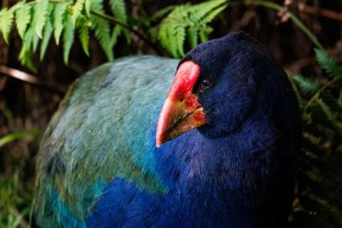 New Zealand Takahe in a green field, close up Stock Photos