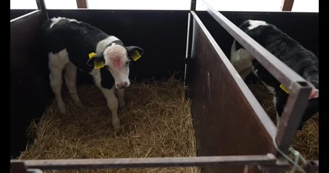 Newborn animal. temporary stable to separate calves from the cow Stock Footage 341728498