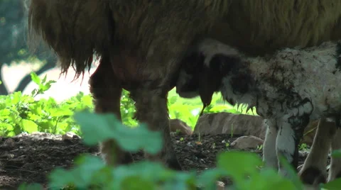 Newborn baby goat, few minutes after the birth. Stock Footage