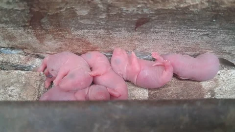 Newborn baby mice Stock Footage 308950174