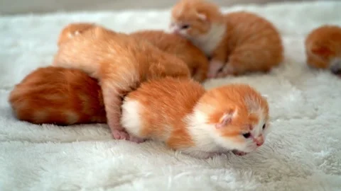 Newborn baby red cat sleeping on funny Stock Video Pond5
