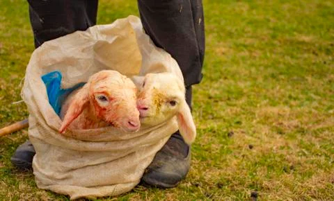 Newborn babys sheep Fotos Stock
