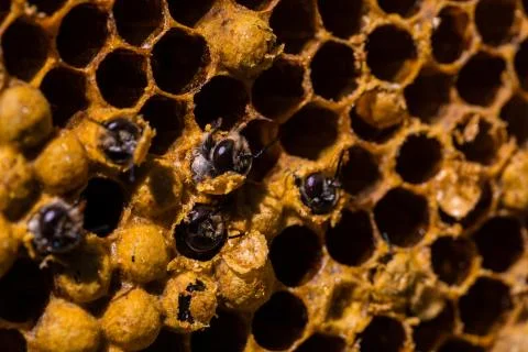 Newborn bee on honeycomb Stock Photos