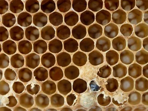 Newborn bee on honyecomb. Stock Photos