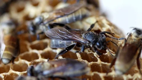 The newborn bee is walking on the nest. Stock Footage 77745395