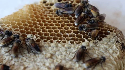The newborn bee is walking on the nest. Stock Footage 77745435