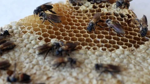 The newborn bee is walking on the nest. Stock Footage 77745436