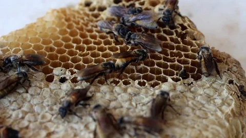 The newborn bee is walking on the nest. Stock Footage 77745439