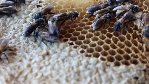The newborn bee is walking on the nest. Stock Footage 77745464