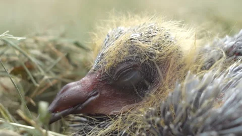 Newborn bird in the nest close up Stock-Footage 157445331