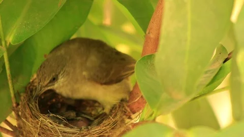 Newborn bird on nest Stock Footage 79739793