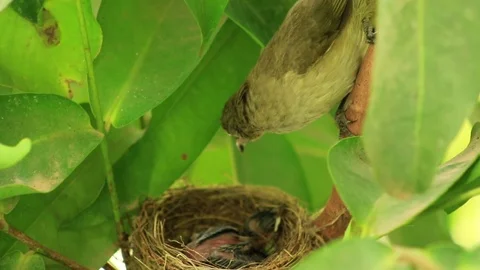 Newborn bird on nest Stock Footage 79739862