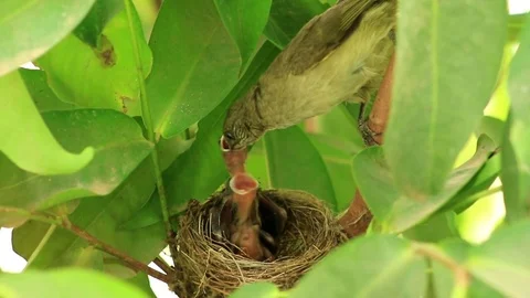 Newborn bird on nest Stock Footage 79739917