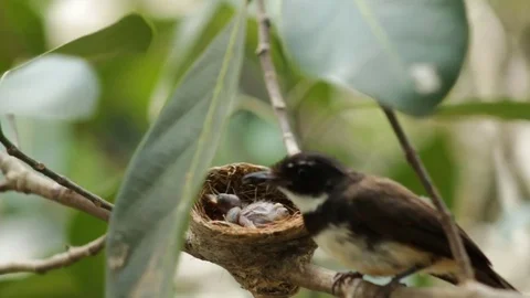 Newborn bird on nest Video stock 79740043