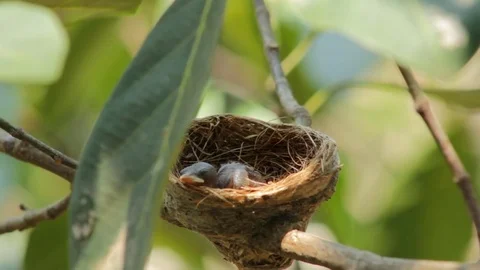 Newborn bird on nest Stock Footage 79740128