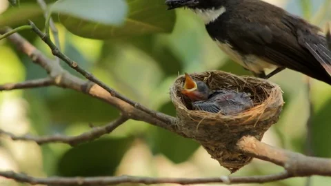 Newborn bird on nest Stock Footage 79740282
