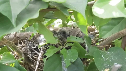 Newborn birds Stock Footage 140156310