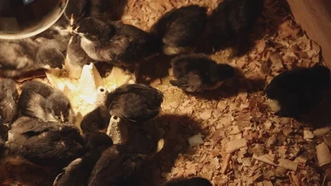 Newborn Black Chicks Vídeo Stock 344867501