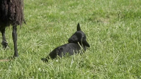 A newborn black lamb licks its fur lying in the grass in a meadow. Stock Footage 281352735