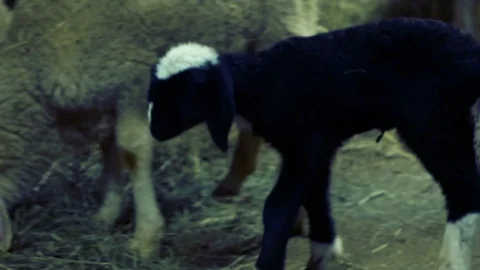 Newborn black lamb, turns curious for the barn Stock Footage 87205582