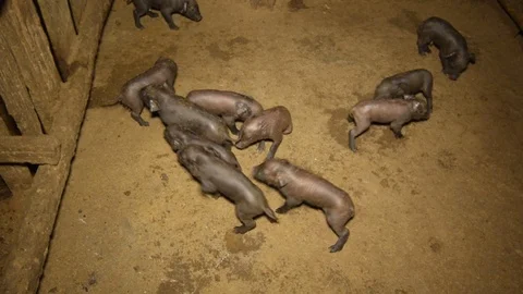 Newborn black piglets. Stock Footage 93515337