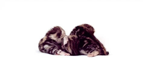 Newborn blind kittens isolated on white background. Newborn kittens. Stock Footage 171136185