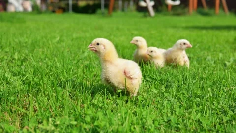 Newborn broiler chicks Stock Footage 164559582