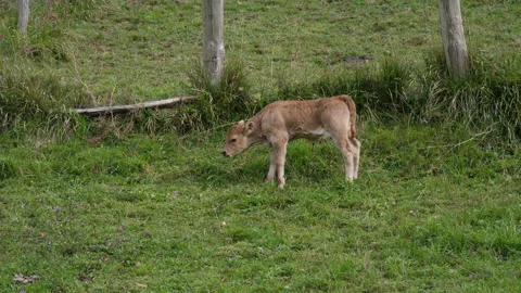 Newborn brown calf 動画素材 143032712