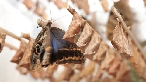 Newborn Butterfly Chrysalis Stockbeeldmateriaal 77844699