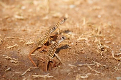 Newborn butterfly lizard Stock Photos