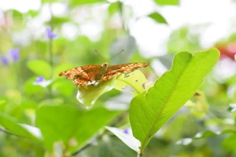 Newborn butterfly sitting on a flower Stock Photos