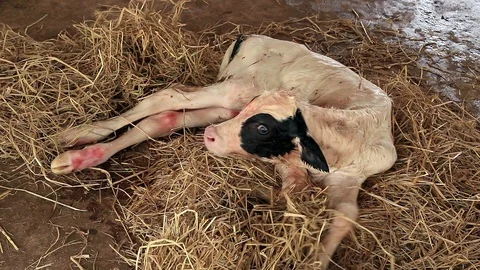 Newborn Calf 10 Stock Footage 118758882