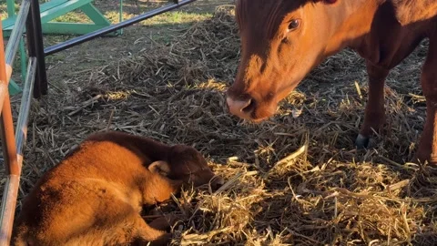 Newborn Calf Attempts First Steps Beside Mother Cow In Sunny Farm Pen Stock Footage 336758126