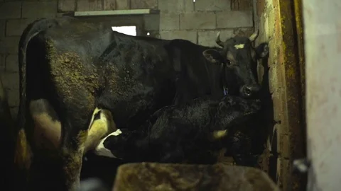 Newborn Calf Drinking Milk Stock Footage 72503688