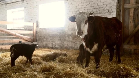 Newborn calf drinks milk Video stock 152105352