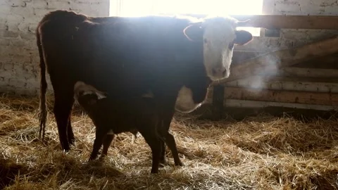 Newborn calf drinks milk Vídeos de archivo 152105392