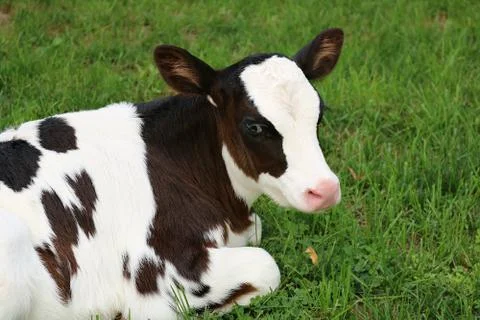 Newborn calf lying down in the grass Stock Photos