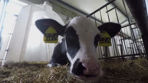 A newborn calf lying in the hay in the paddock. looking at the camera Stock Footage 133804175
