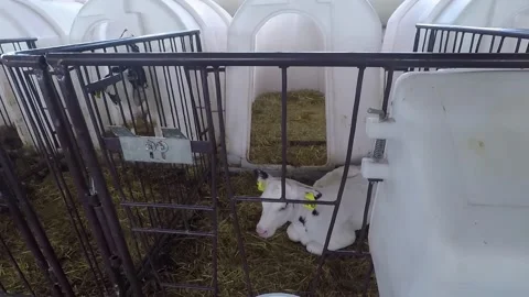 A newborn calf lying in the hay in the paddock. the camera move to the calf Video stock 133804191