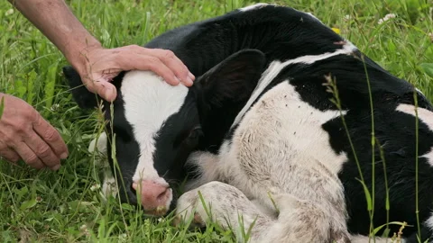 Newborn calf lying peacefully on green grass Vídeos de archivo 344166160