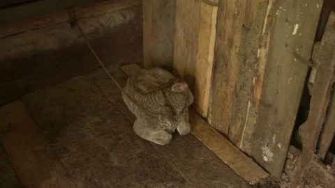 Newborn calf in the morning in a barn Stock Footage 80496541